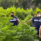 Pompei - Scoperta coltivazione di marijuana in un fondo demaniale