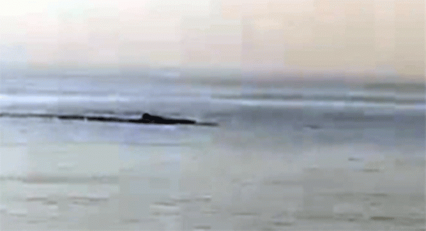 Pescatori avvistano balenottere al largo di Gallipoli. Il Video