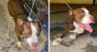 Trovato cane in via Ripuaria a Pompei. Appello per chi lo ha smarrito
