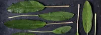 La salvia: rimedio naturale 