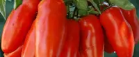 Maschere viso al pomodoro