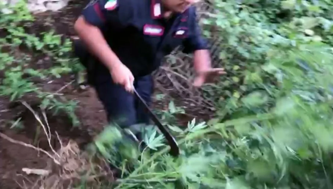 Monti Lattari, rinvenuta piantagione di cannabis con oltre 270 piante