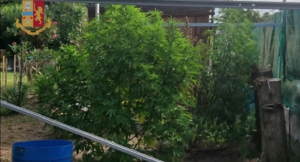 Pompei - Coltiva canapa indiana nel giardino di casa, denunciato