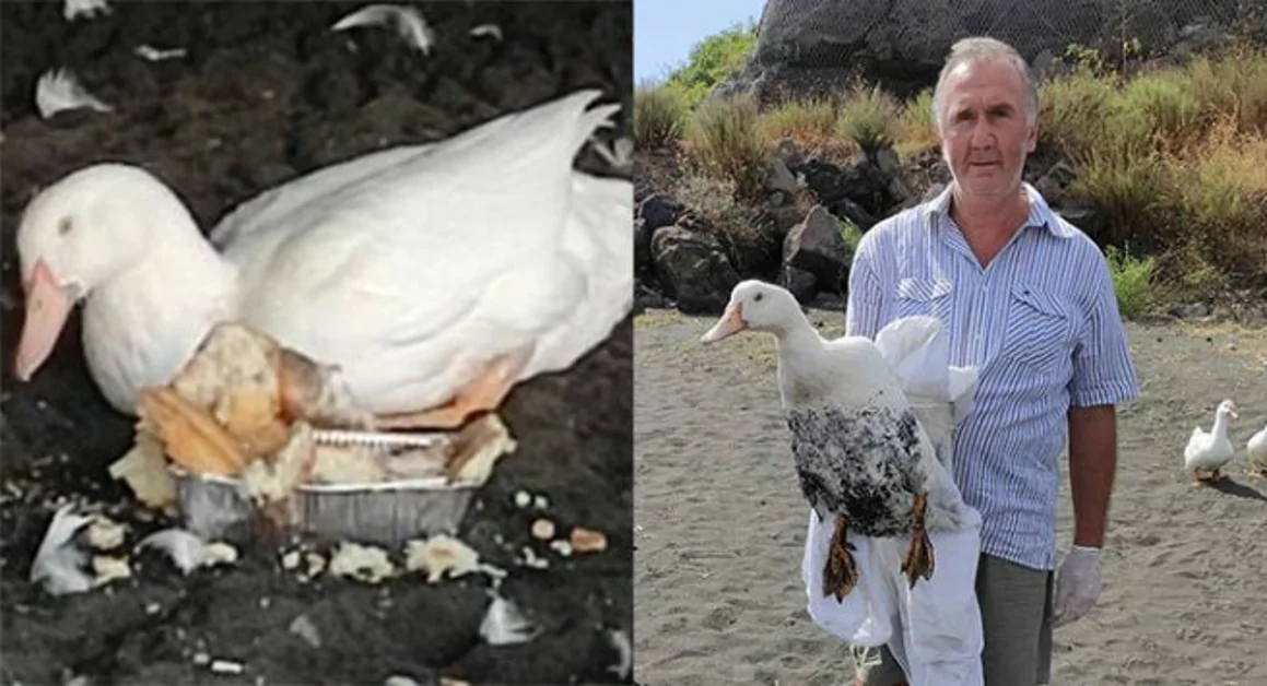 Oca con zampa spezzata a Capo Oncino, volontari in azione e ricovero al Frullone di Napoli 