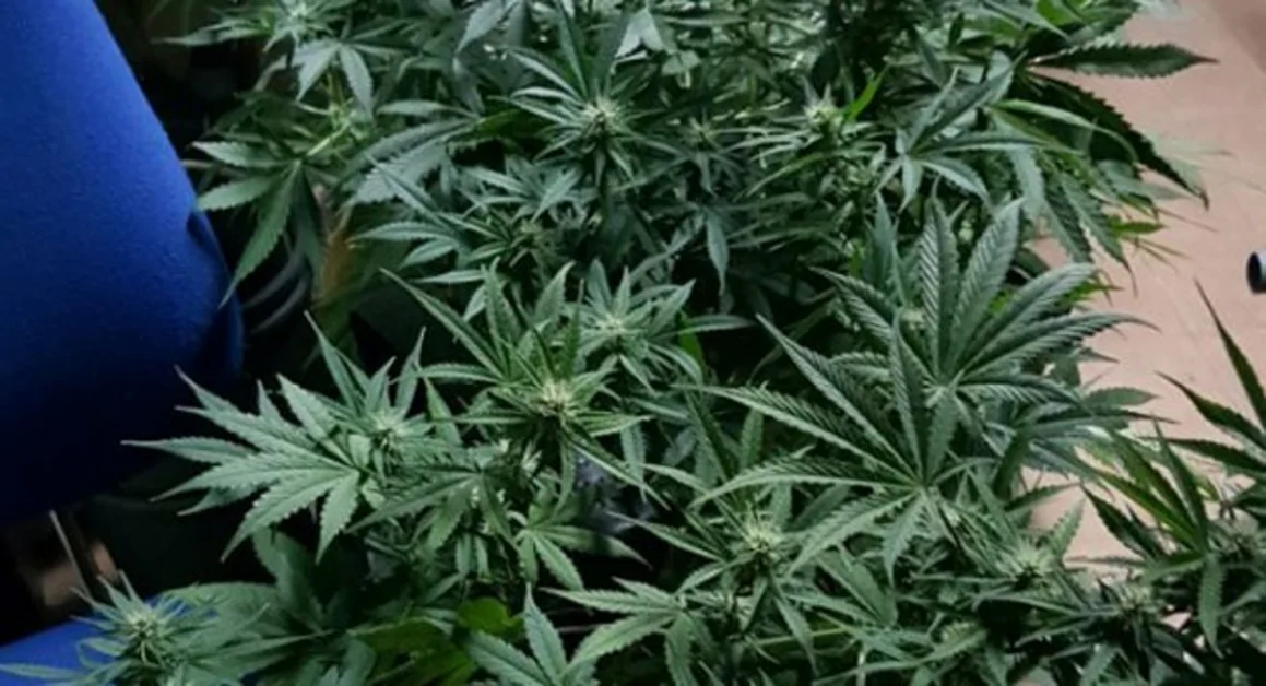 Castellammare di Stabia-Monti Lattari: sequestrate 115 piante di cannabis