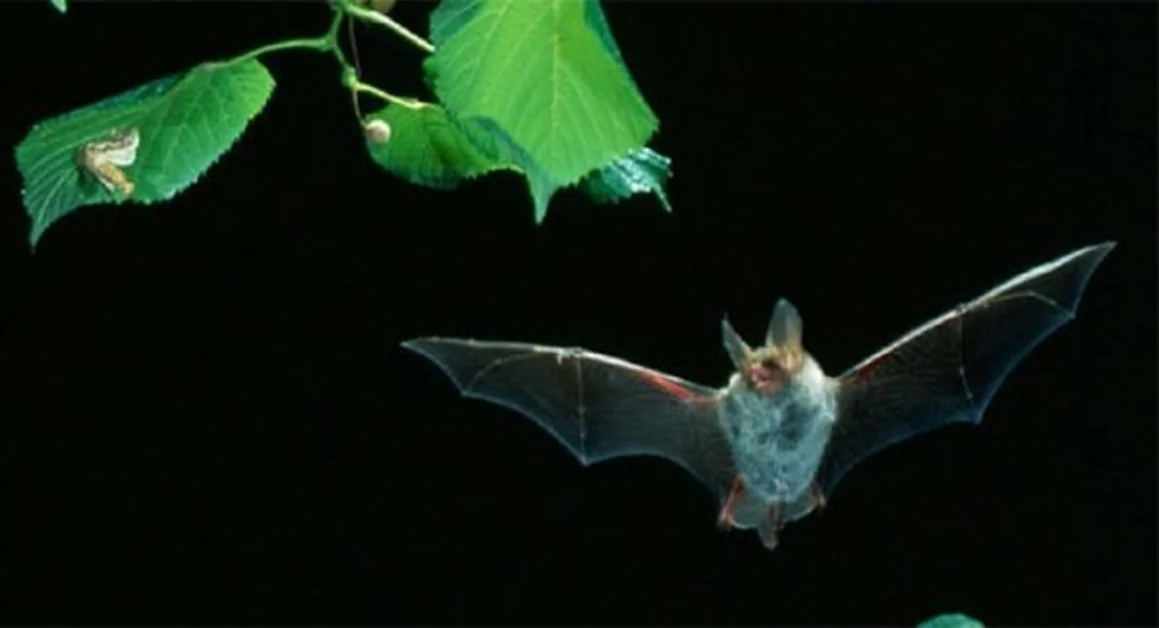 Coronavirus, svolta nella ricerca delle origini del Covid-19