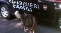 Boscotrecase - Carabinieri sequestrano 40 kg di cannabis, un arresto