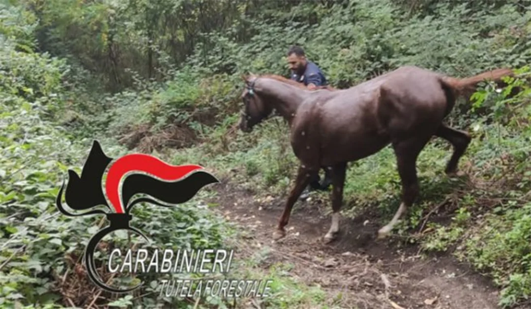 Cavallo imbizzarrito crea panico tra la gente e finisce in un dirupo, salvato dalla Forestale
