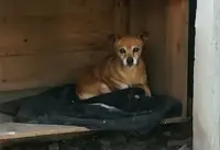 Cagnolina smarrita cerca i suoi padroncini: aiutiamola a tornare a casa