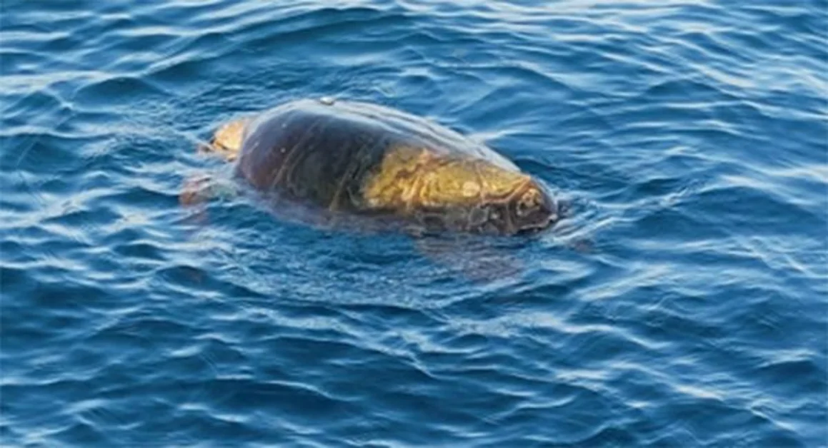 Massa Lubrense - Tartarughe caretta caretta, l'allarme dell'AMP Punta Campanella: «Molti decessi, aiutateci a salvarle»