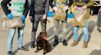 Cane antidroga fiuta oltre mezzo quintale di marijuana in un furgone, un arresto al Porto di Civitavecchia