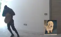 Cane rapito a Nola, le telecamere riprendono la scena. Sdegno e rabbia