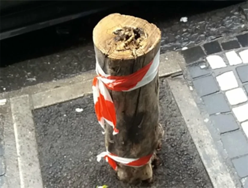 Ercolano - Alberi abbattuti in via Panoramica, l'associazione ambientalista VAS chiede chiarimenti al sindaco