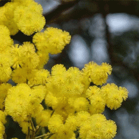 Napoli - Festa della Donna, sanzionati oltre 50 venditori abusivi di fiori