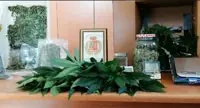 Napoli - Serra di marijuana in un terraneo, arrestato 46enne