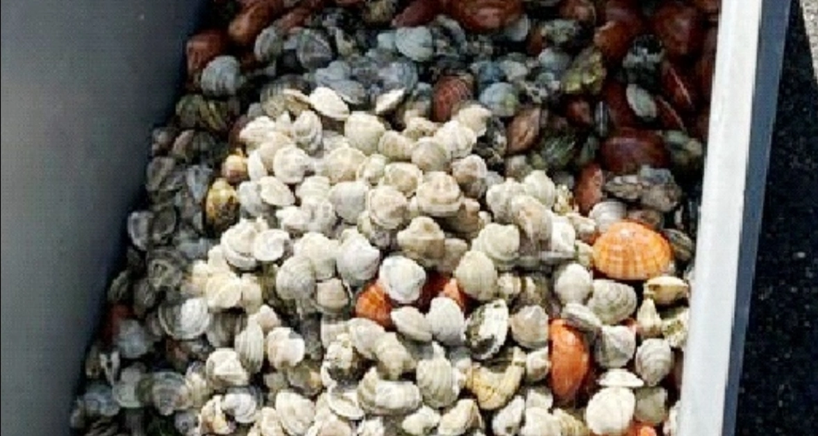 Napoli - Sequestrati 65 kg di molluschi, sanzioni a due pescherie