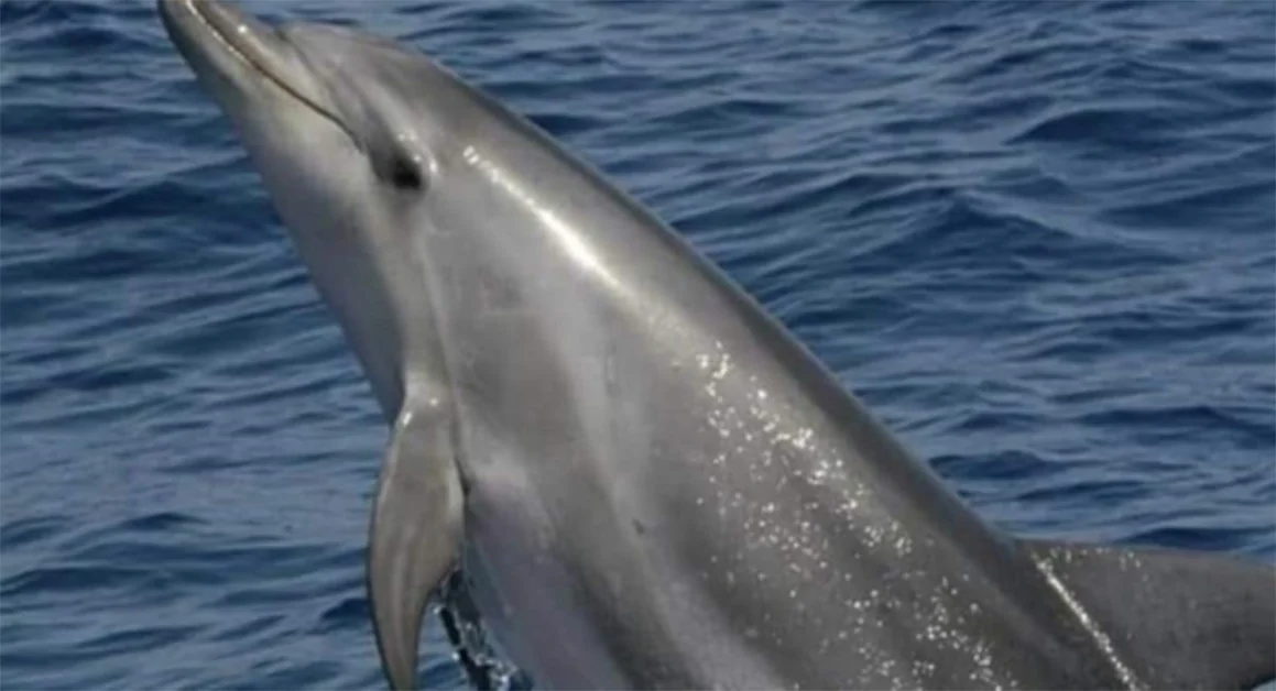 Gruppo di delfini avvistato nel mare di Sorrento, tra Sant'Agnello e Piano