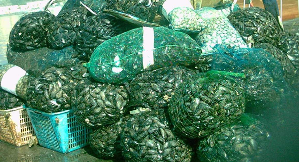 Maxi sequestro di prodotti ittici, oltre una tonnellata requisita nel Napoletano