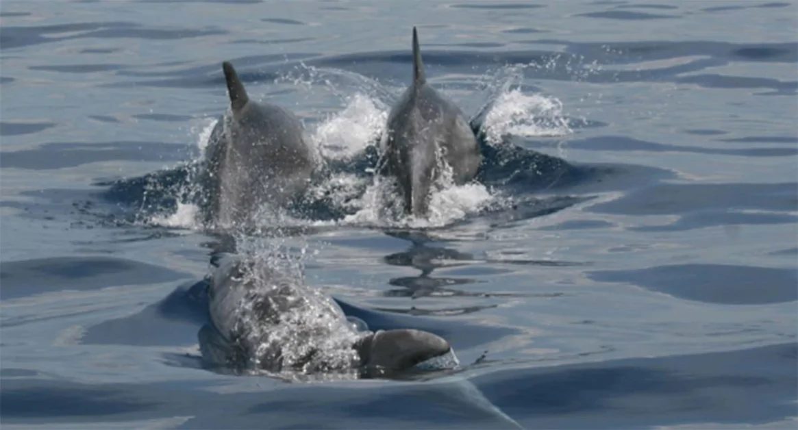 Nuovo avvistamento di delfini nel mare della costiera sorrentina