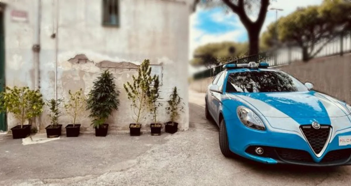 Napoli - Serra di marijuana sequestrata dalla Polizia, arrestato 31enne