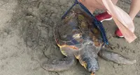 Cercasi volontari per tartarughe, l'estate alternativa sulle spiagge campane