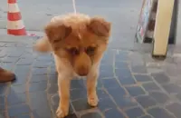 Trovata cagnolina con collare rosa Torre Annunziata nord