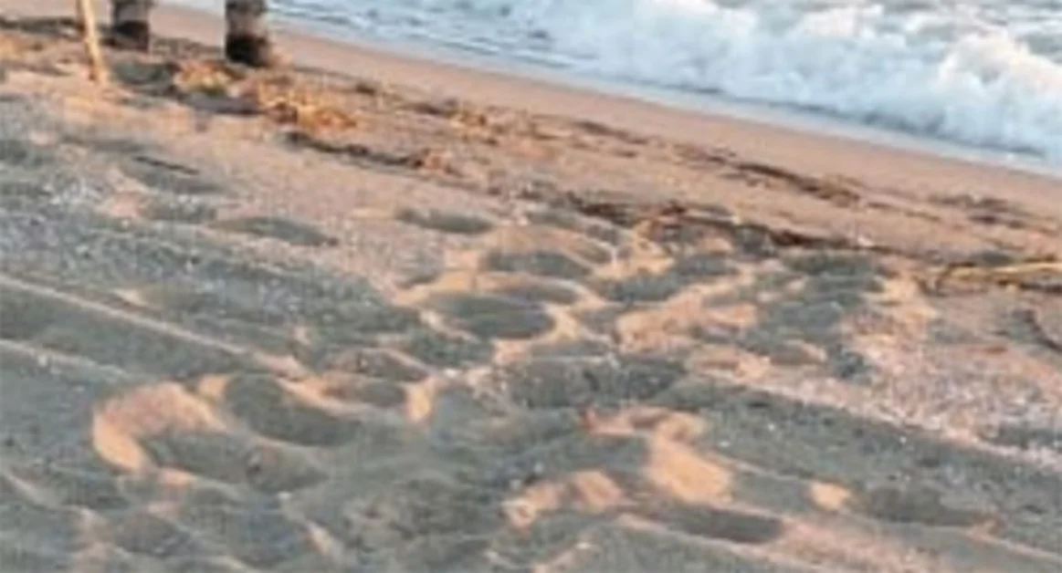 Penisola sorrentina e amalfitana, monitoraggio dei nidi di tartarughe