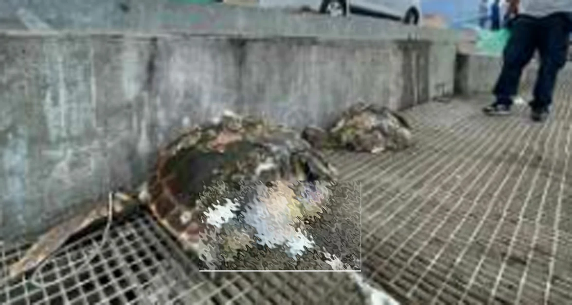 Torre Annunziata - Tartaruga tranciata in due nelle acque del porto