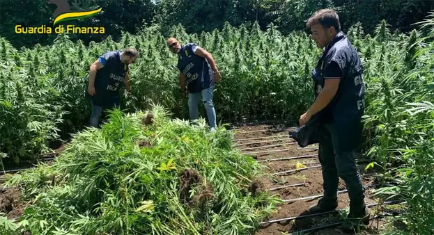 Sequestrate 1.200 piante di cannabis tra Torre Annunziata e Trecase