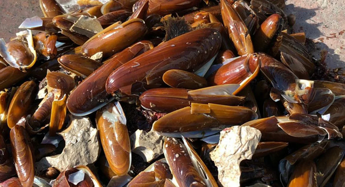 Martellate sullo scoglio per i datteri di mare, individuato bagnante