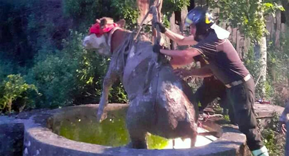 Mucca cade in un pozzo profondo 15 metri: salvata dai vigili del fuoco