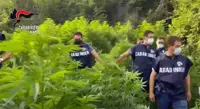 Sequestri di piantagioni di marijuana sui Monti Lattari