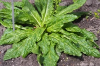 Allarme mandragora, l'invito: "Non mangiare spinaci freschi"