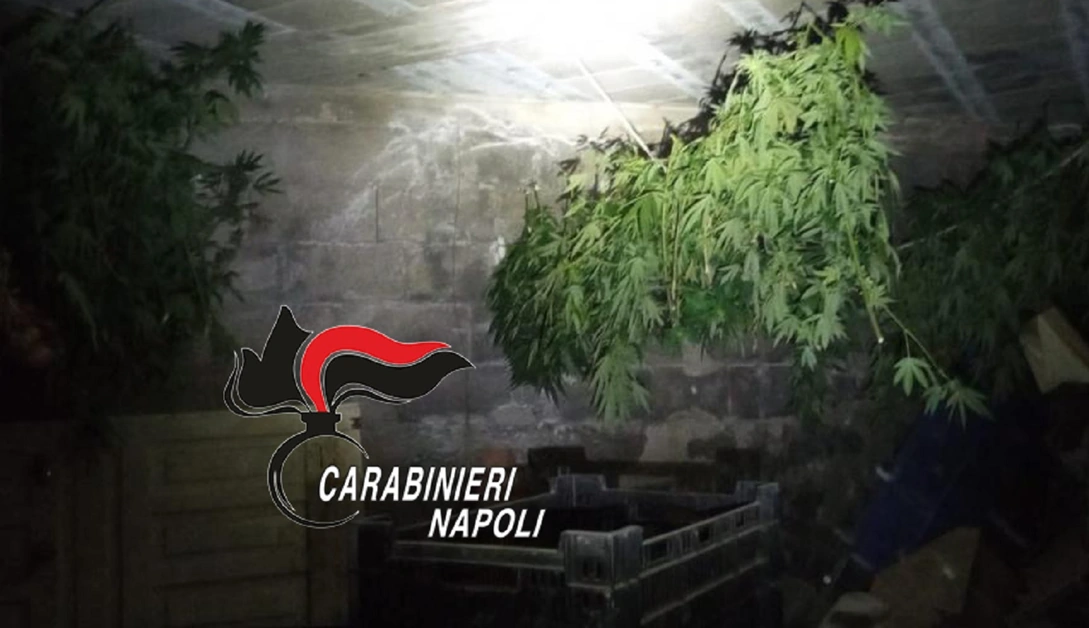 Coltivava cannabis, arrestato 45enne di Castellammare di Stabia