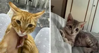 Si cerca adozione per due gattini di 5 mesi