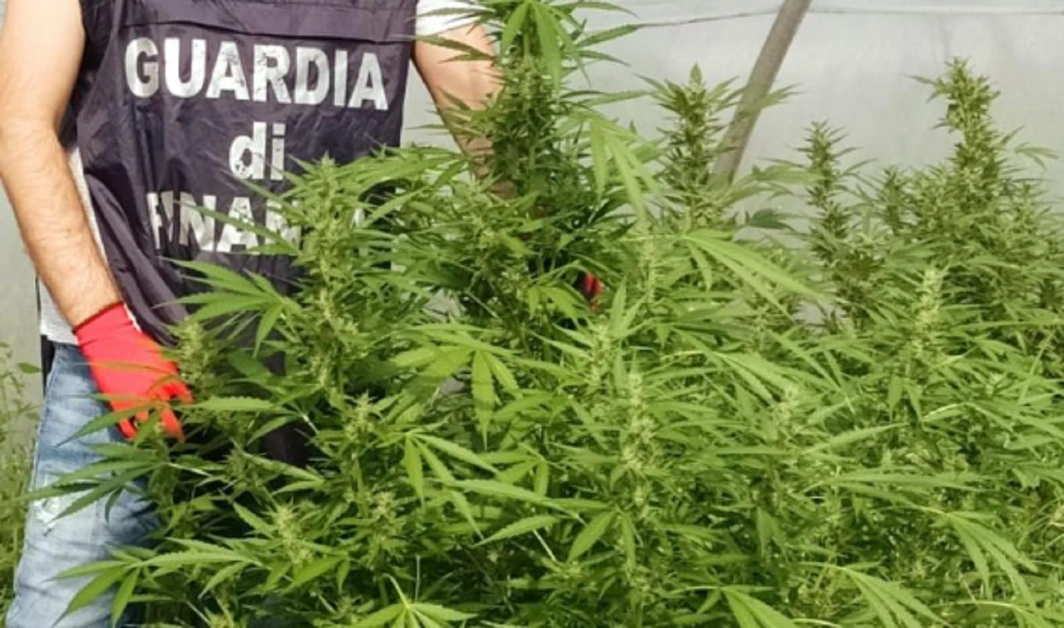 Coltivazione di cannabis, 66 kg sequesrati nel Casertano