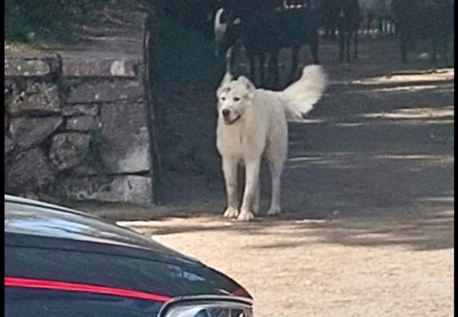 Cani randagi e pascolo abusivo sul Faito, controlli CC