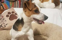 Cercasi padroncini di cagnolina Jack Russel trovata a Torre Annunziata