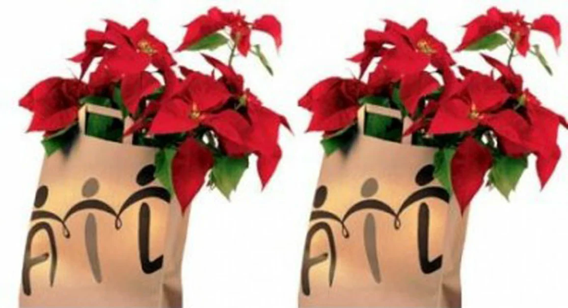 Stelle di Natale dell'AIL, ecco dove acquistarle a Torre Annunziata