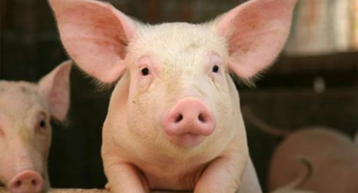 Maialino a guinzaglio sotto la stazione di Milano. Il Video