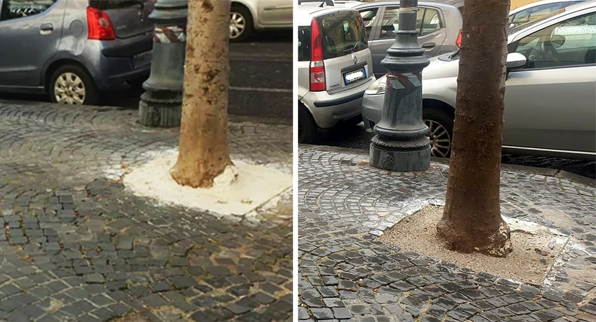 Torre Annunziata - Alberi cementati: pronto intervento dei giardinieri
