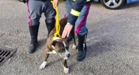 Pitbull in autostrada A1 salvato dagli agenti della Polstrada