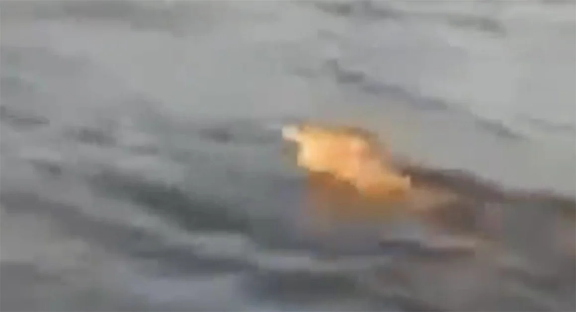 Lupo in mare nuota accanto ad una barca di pescatori - Il Video