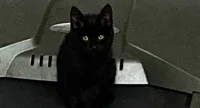 Gattina nera di circa tre mesi cerca casa