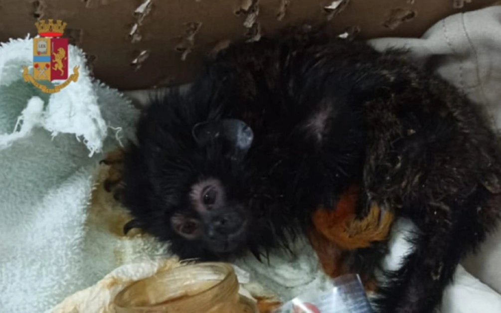 Con una scimmia in albergo, denunciato dalla Polizia