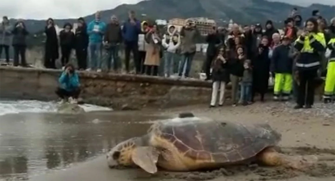 Due tartarughe Caretta caretta messe di nuovo in mare