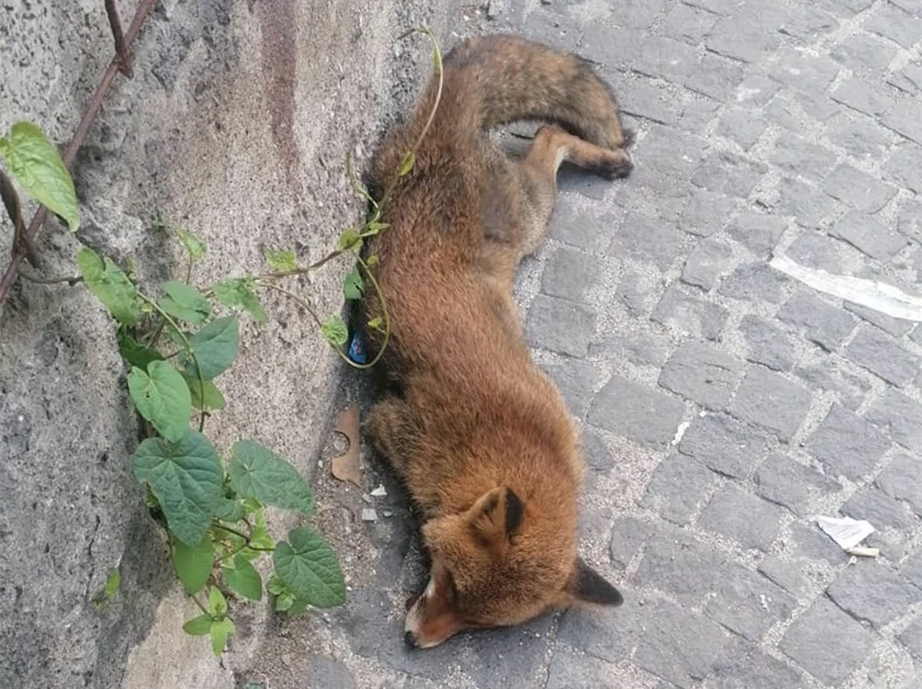 Torre Annunziata - Volpe trovata morta per strada investita da un'auto
