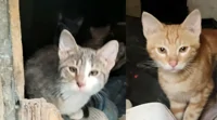 Due bellissimi gattini cercano adozione