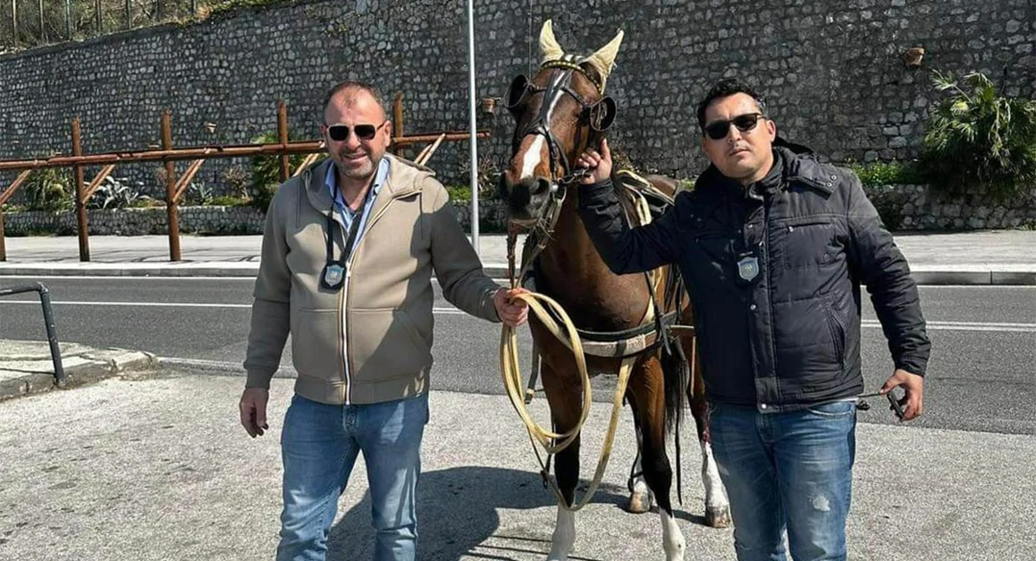 Cavallo sbalza il suo fantino e corre all'impazzata: bloccato dai poliziotti