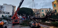 Maltempo, albero si abbatte su auto in sosta: nessun ferito
